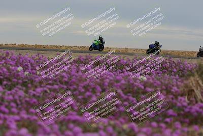 media/Jan-14-2023-SoCal Trackdays (Sat) [[497694156f]]/Turn 14 Exit Bloomig (145pm)/